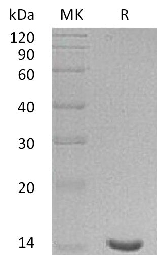 BL-2022NP: Greater than 95% as determined by reducing SDS-PAGE. (QC verified)