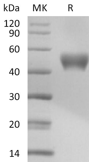 BL-2535NP: Greater than 95% as determined by reducing SDS-PAGE. (QC verified)