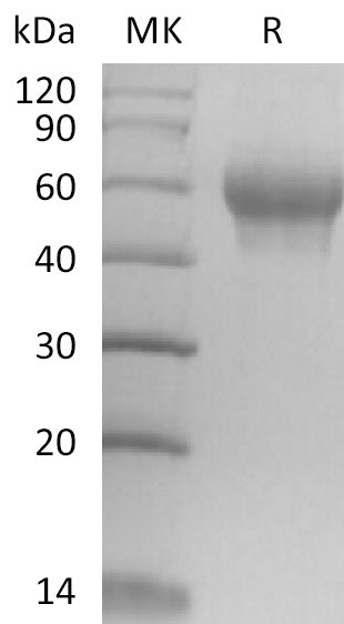 BL-2580NP: Greater than 95% as determined by reducing SDS-PAGE. (QC verified)