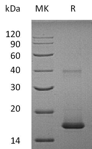 BL-1791NP: Greater than 95% as determined by reducing SDS-PAGE. (QC verified)