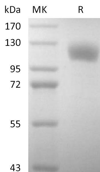 BL-2558NP: Greater than 95% as determined by reducing SDS-PAGE. (QC verified)