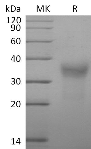 BL-2715NP: Greater than 95% as determined by reducing SDS-PAGE. (QC verified)