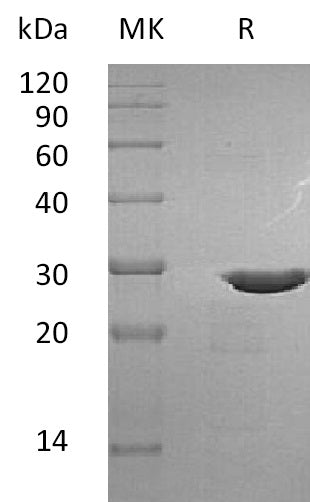 BL-1757NP: Greater than 95% as determined by reducing SDS-PAGE. (QC verified)