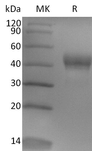 BL-2516NP: Greater than 95% as determined by reducing SDS-PAGE. (QC verified)