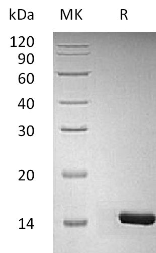 BL-2871NP: Greater than 95% as determined by reducing SDS-PAGE. (QC verified)