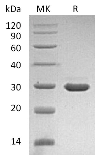 BL-1793NP: Greater than 95% as determined by reducing SDS-PAGE. (QC verified)