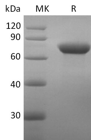 BL-2709NP: Greater than 95% as determined by reducing SDS-PAGE. (QC verified)