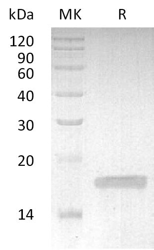 BL-1693NP: Greater than 95% as determined by reducing SDS-PAGE. (QC verified)