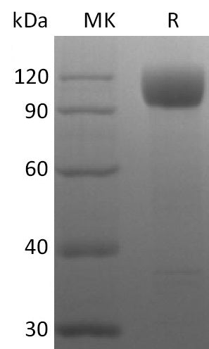 BL-2649NP: Greater than 95% as determined by reducing SDS-PAGE. (QC verified)