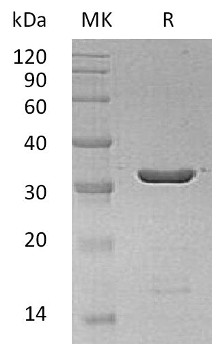 BL-2023NP: Greater than 95% as determined by reducing SDS-PAGE. (QC verified)