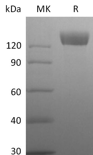 BL-2816NP: Greater than 95% as determined by reducing SDS-PAGE. (QC verified)