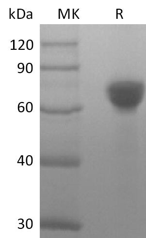 BL-2600NP: Greater than 95% as determined by reducing SDS-PAGE. (QC verified)