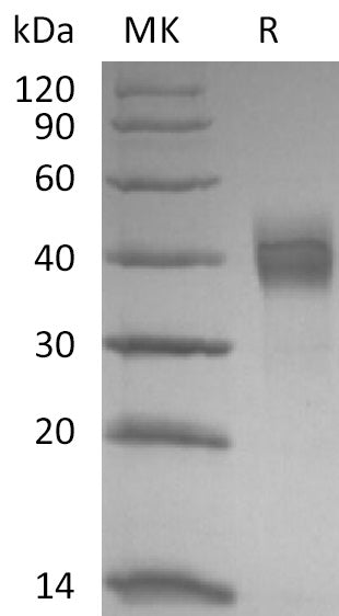 BL-2631NP: Greater than 95% as determined by reducing SDS-PAGE. (QC verified)