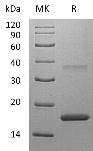 BL-1707NP: Greater than 95% as determined by SEC-HPLC. (Regularly tested)