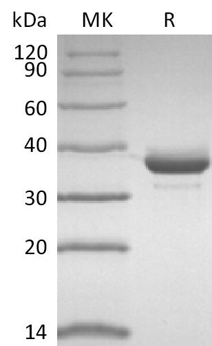 BL-2699NP: Greater than 95% as determined by reducing SDS-PAGE. (QC verified)