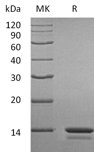 BL-0003NP: Greater than 95% as determined by reducing SDS-PAGE. (QC verified)