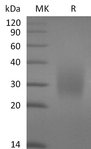 BL-2663NP: Greater than 95% as determined by reducing SDS-PAGE. (QC verified)