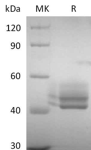 BL-2605NP: Greater than 95% as determined by reducing SDS-PAGE. (QC verified)