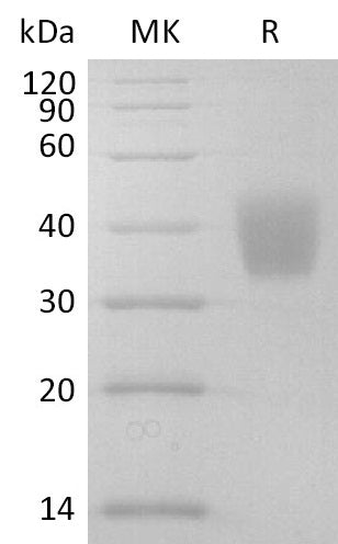 BL-2664NP: Greater than 95% as determined by reducing SDS-PAGE. (QC verified)