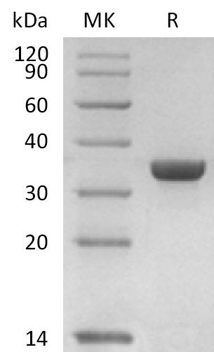 BL-1797NP: Greater than 95% as determined by reducing SDS-PAGE. (QC verified)