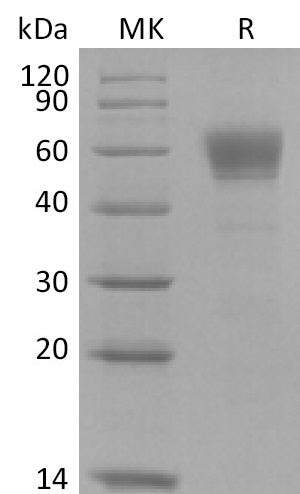 BL-2565NP: Greater than 95% as determined by reducing SDS-PAGE. (QC verified)