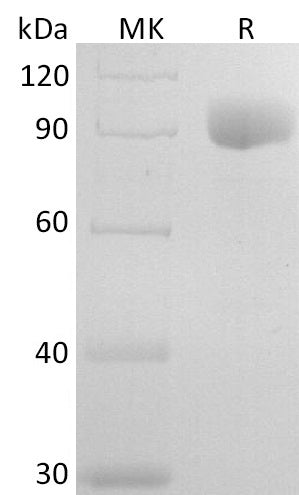 BL-2725NP: Greater than 95% as determined by reducing SDS-PAGE. (QC verified)