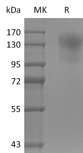 BL-2583NP: Greater than 95% as determined by reducing SDS-PAGE. (QC verified)