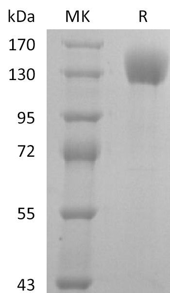 BL-2797NP: Greater than 95% as determined by reducing SDS-PAGE. (QC verified)