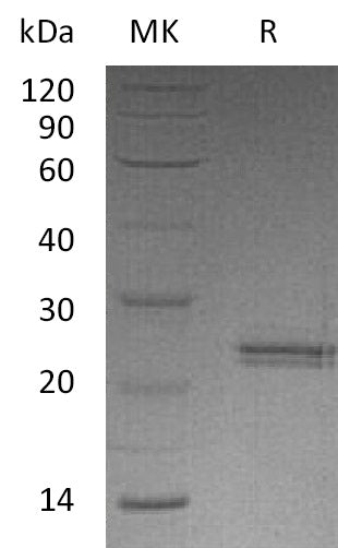 BL-1799NP: Greater than 95% as determined by reducing SDS-PAGE. (QC verified)