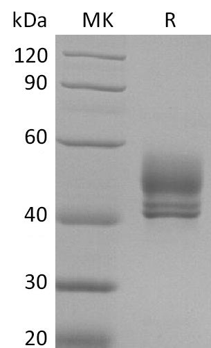 BL-2645NP: Greater than 95% as determined by reducing SDS-PAGE. (QC verified)