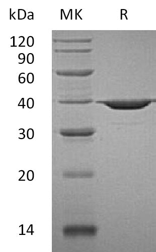 BL-2035NP: Greater than 95% as determined by reducing SDS-PAGE. (QC verified)