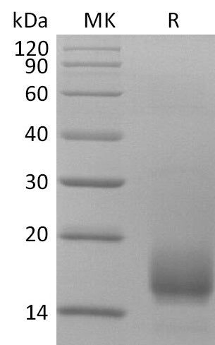 BL-2628NP: Greater than 95% as determined by reducing SDS-PAGE. (QC verified)