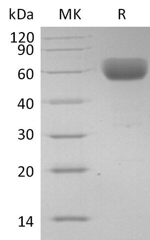 BL-2752NP: Greater than 95% as determined by reducing SDS-PAGE. (QC verified)