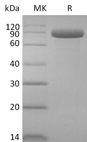 BL-1949NP: Greater than 95% as determined by reducing SDS-PAGE. (QC verified)