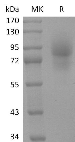 BL-2684NP: Greater than 95% as determined by reducing SDS-PAGE. (QC verified)