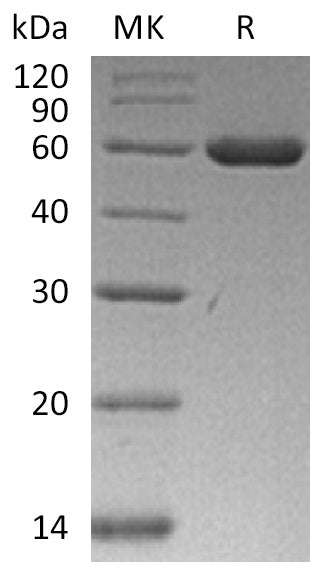 BL-0004NP: Greater than 95% as determined by reducing SDS-PAGE. (QC verified)