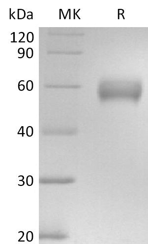 BL-2708NP: Greater than 95% as determined by reducing SDS-PAGE. (QC verified)