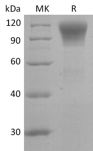 BL-2553NP: Greater than 95% as determined by reducing SDS-PAGE. (QC verified)