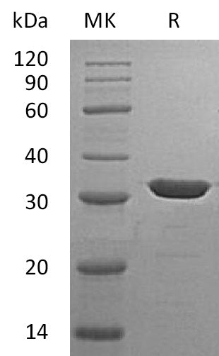 BL-0293NP: Greater than 95% as determined by reducing SDS-PAGE. (QC verified)