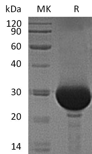 BL-0292NP: Greater than 95% as determined by reducing SDS-PAGE. (QC verified)