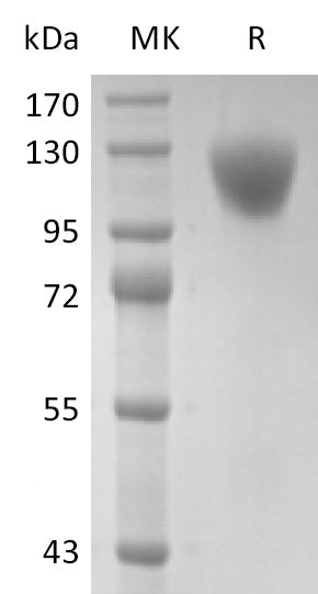 BL-2568NP: Greater than 95% as determined by reducing SDS-PAGE. (QC verified)