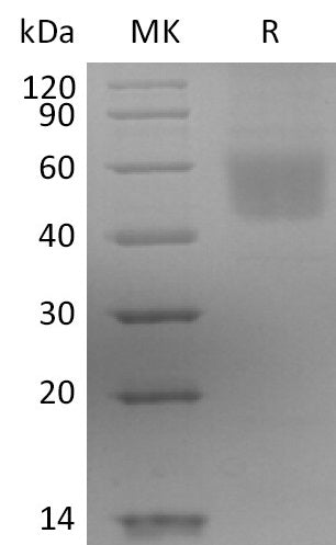 BL-2513NP: Greater than 95% as determined by reducing SDS-PAGE. (QC verified)