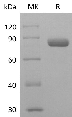 BL-2555NP: Greater than 95% as determined by reducing SDS-PAGE. (QC verified)