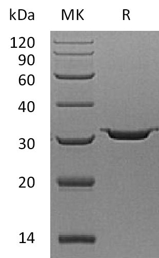 BL-0296NP: Greater than 95% as determined by reducing SDS-PAGE. (QC verified)