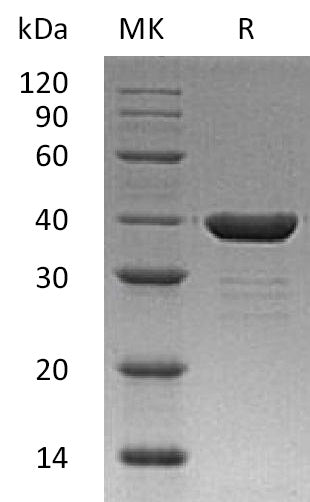 BL-0297NP: Greater than 95% as determined by reducing SDS-PAGE. (QC verified)