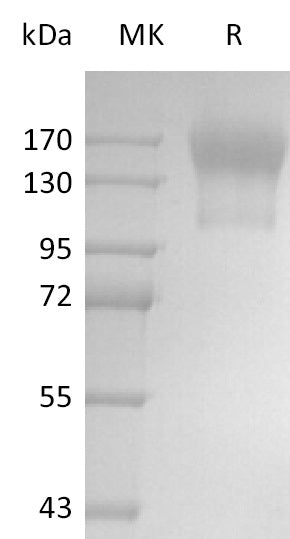 BL-2538NP: Greater than 95% as determined by reducing SDS-PAGE. (QC verified)