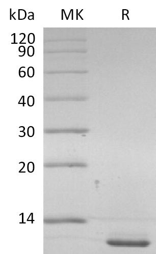 BL-2585NP: Greater than 95% as determined by reducing SDS-PAGE. (QC verified)