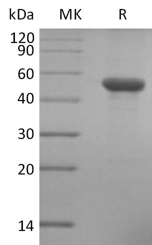 BL-2801NP: Greater than 95% as determined by reducing SDS-PAGE. (QC verified)