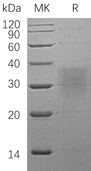 BL-0388NP: Greater than 95% as determined by reducing SDS-PAGE. (QC verified)