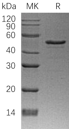 BL-0385NP: Greater than 90% as determined by reducing SDS-PAGE. (QC verified)